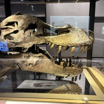 Field Museum - Sue. - Museums Near Me - Chicago, Illinois