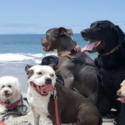 The Zen Dog Walker