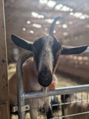 Lively Run Goat Dairy by null