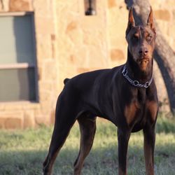 Romp N Run Ranch - My sweet boy