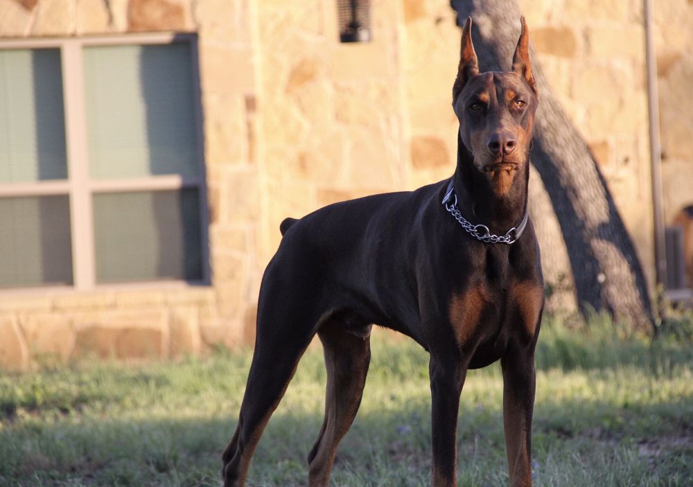 Romp N Run Ranch - pet boarding facility in Leander, TX