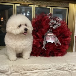 Our Saban looks handsome. Thanks to Petagree