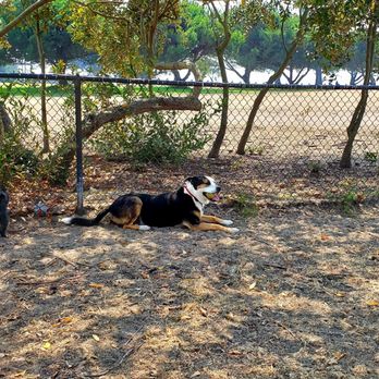 Alameda Small Dog Park - A few trees for shade on a hot day. - Dog Parks Near Me - Alameda, California
