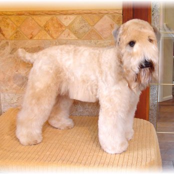 Pet Wellness and Beauty - Pet Groomers Near Me - Woodruff, South Carolina Pet Wellness and Beauty - Pet Groomers Near Me - Woodruff, South Carolina