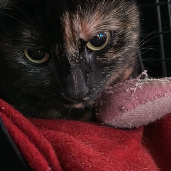 Veterinary Emergency Group - Doja all better and on the way home - Emergency Pet Hospital Near Me - Anaheim, California