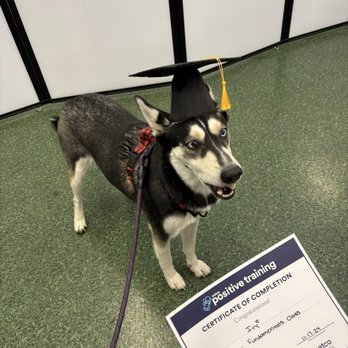 Petco - Pet Training Near Me - Visalia, California