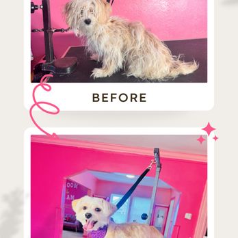 Groom & Glam Pet Spaw - Sofie first haircut (6months) - Pet Groomers Near Me - Parma, Ohio Groom & Glam Pet Spaw - Sofie first haircut (6months) - Pet Groomers Near Me - Parma, Ohio