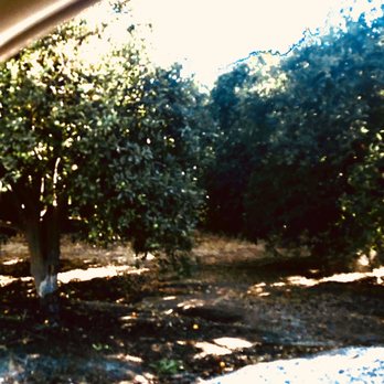Gless Ranch - Orange Groves. - Farmers Market Near Me - Riverside, California