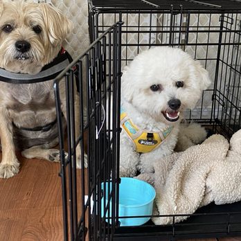 Critter Lodge - Well behaved fur babies. - Pet Boarding Near Me - Fullerton, California