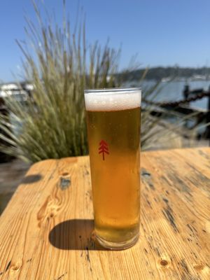 Piazza Pellegrini by null