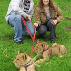 Amazing Animals - Lydia (front) and Nero the lion cubs with Jason and me Joanne