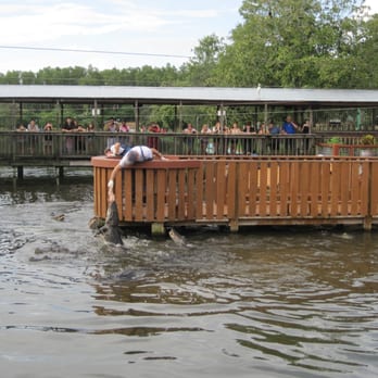 Gatorland - Gator feeding show. These guys can really jump high out the water - Zoos Near Me - Orlando, Florida Gatorland - Gator feeding show. These guys can really jump high out the water - Zoos Near Me - Orlando, Florida