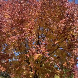 Beautiful autumn
