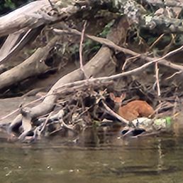 Doe waiting for mom Doe waiting for mom