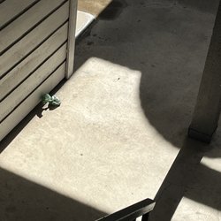 Pecan Ridge Apartments - Poop bags always left around