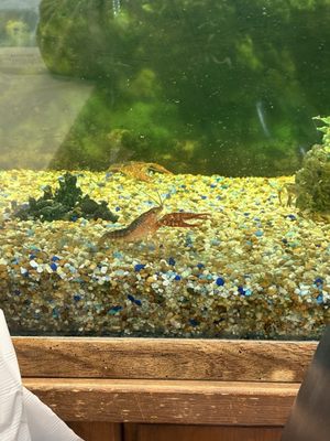 Kahler's Crab House by null