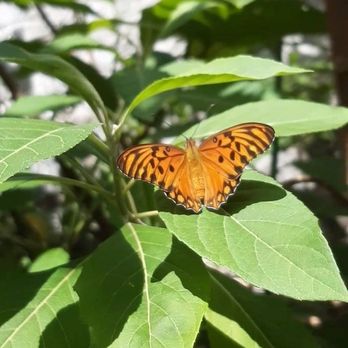 Advanced Pest Control - Pest Control Near Me