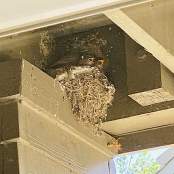 Bell Flatirons Apartments - Baby starlings that were going to be power washed. - Apartments Near Me - Louisville, Colorado