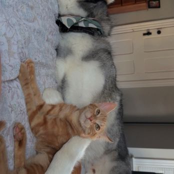 Darbster Kitty - Blue with rocky  They get along so great - Pet Adoption Near Me - Manchester, New Hampshire