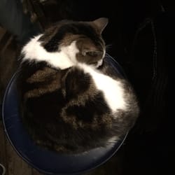 Alfie, the pub's cat.