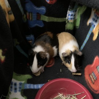 Petco - The last time I saw my boys. We'll always wonder about you. - Pet Training Near Me - Bronx, New York