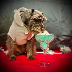 PlayStayTion Pet Resort & Training - Pup cups