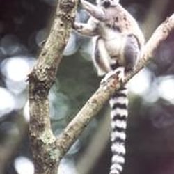 Parc Animalier Saint Martin