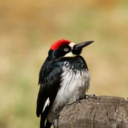 The Bernal Adobe Site and Bear Tree - Acorn Woodpecker has so much attitude!