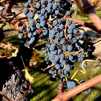 Beringer Vineyards - Wineries Near Me - St. Helena, California Beringer Vineyards - Wineries Near Me - St. Helena, California