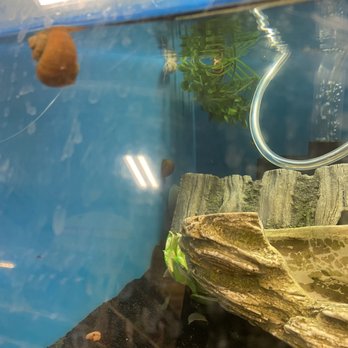 PetSmart - Floating dead snails - Pet Training Near Me - Coon Rapids, Minnesota PetSmart - Floating dead snails - Pet Training Near Me - Coon Rapids, Minnesota