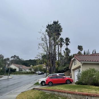 Tree Trimming 4 Less - 2-3-24 after  Leo Lozano - Tree Services Near Me
