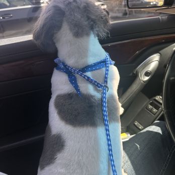 Precious Pets Day Spa - Pet Groomers Near Me - Forney, Texas