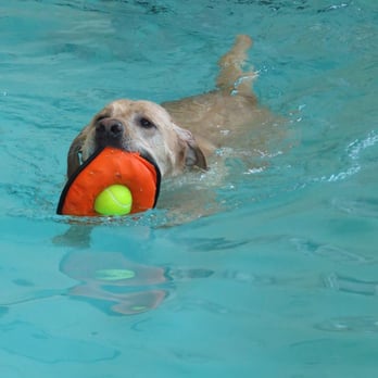 K9 Aquatic Center - Lola, the retrieving queen! - Rehabilitation Center Near Me - Potomac, Maryland K9 Aquatic Center - Lola, the retrieving queen! - Rehabilitation Center Near Me - Potomac, Maryland