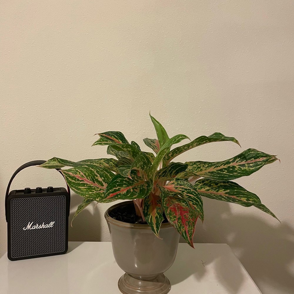 PlantHouse - Nurseries & Gardening Near Me - Charlotte, North Carolina