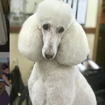 True Vibes Unleashed - Jazzman, Standard Poodle - Pet Groomers Near Me - Shaker Heights, Ohio True Vibes Unleashed - Jazzman, Standard Poodle - Pet Groomers Near Me - Shaker Heights, Ohio