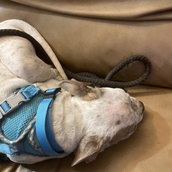 Bardog Tavern - a dog sleeping on a couch - Bars Near Me - Memphis, Tennessee