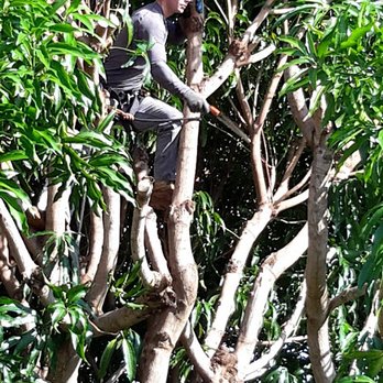 Bassett Tree Service - Cody atop mango tree. - Tree Services Near Me Bassett Tree Service - Cody atop mango tree. - Tree Services Near Me