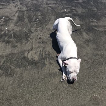 Coronado Dog Beach - Beaches Near Me - Coronado, California