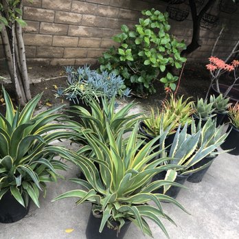 Monarcas Nursery - Agave Plants - Nurseries & Gardening Near Me - Los Angeles, California Monarcas Nursery - Agave Plants - Nurseries & Gardening Near Me - Los Angeles, California