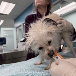 Lifeline Animal Urgent Care - See, even pets deserver a treat after a doctors visit.