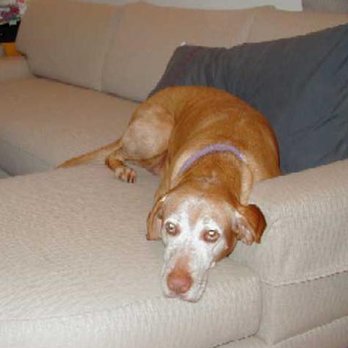 Lisa's Pet Sitting - My favorite dog I sat for before I got married and moved to Shasta County. This is Zaier - Pet Sitting Near Me Lisa's Pet Sitting - My favorite dog I sat for before I got married and moved to Shasta County. This is Zaier - Pet Sitting Near Me