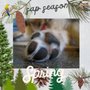 Photo of Your Dog Spa