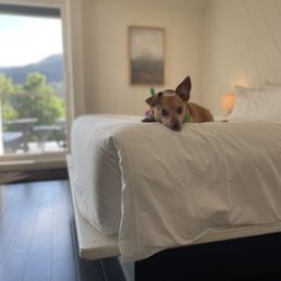 The rooms are bright and the mattress is extremely comfortable. Our dog loved it as much as we did.