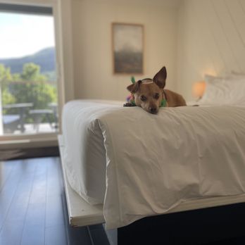 Scribner's Catskill Lodge - The rooms are bright and the mattress is extremely comfortable. Our dog loved it as much as we did. - Hotels Near Me - Hunter, New York
