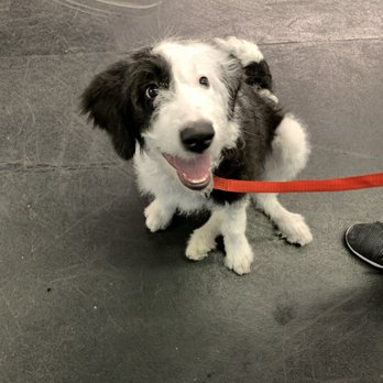 K9 Logic Dog Training - Maxine at puppy training - Pet Training Near Me - Glendale, California K9 Logic Dog Training - Maxine at puppy training - Pet Training Near Me - Glendale, California