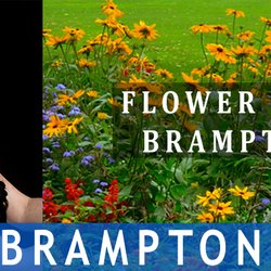 Parm Gill - Century 21 President Realty - Detached Houses for Sale in Brampton