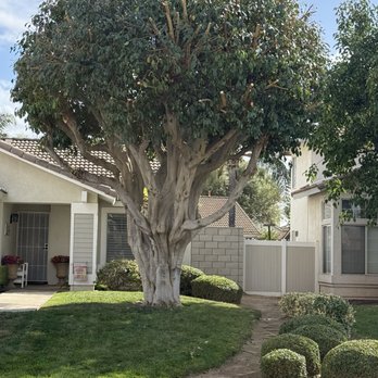HLI Tree Experts - Tree Services Near Me