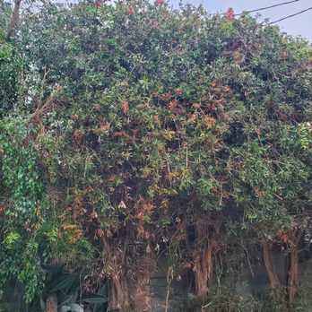 Eduardo Tree Service - Tree Services Near Me - Pico Rivera, California Eduardo Tree Service - Tree Services Near Me - Pico Rivera, California
