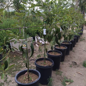 Fontana Nursery - Avocados - Nurseries & Gardening Near Me - Fontana, California Fontana Nursery - Avocados - Nurseries & Gardening Near Me - Fontana, California