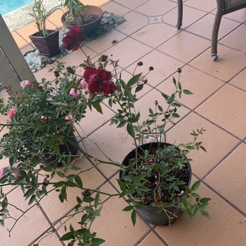Jesse Durko's Nursery - Nurseries & Gardening Near Me - Davie, Florida Jesse Durko's Nursery - Nurseries & Gardening Near Me - Davie, Florida